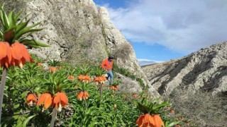 Kahramanmaraş’ta ters laleler doğaseverleri büyülüyor