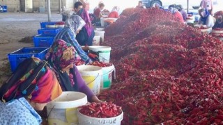 Kahramanmaraş’ta 50 bin ton yaş biberden 12 bin 500 ton pul biber bekleniyor